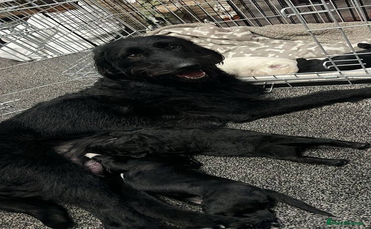 Mixed Breed dogs Stunning Litter of Labradoodle x Pyrenees - Advert 2