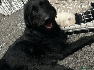 Mixed Breed dogs Stunning Litter of Labradoodle x Pyrenees - Advert 4