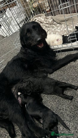 Mixed Breed dogs Stunning Litter of Labradoodle x Pyrenees - Advert 1