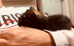 British Shorthair cats for sale: Adorable Multi colour Torty FOR SALE - Image 7