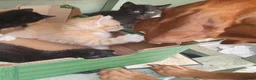 Mixed Breed cats for sale: Mixed breed kittens in Bristol - Advert 7