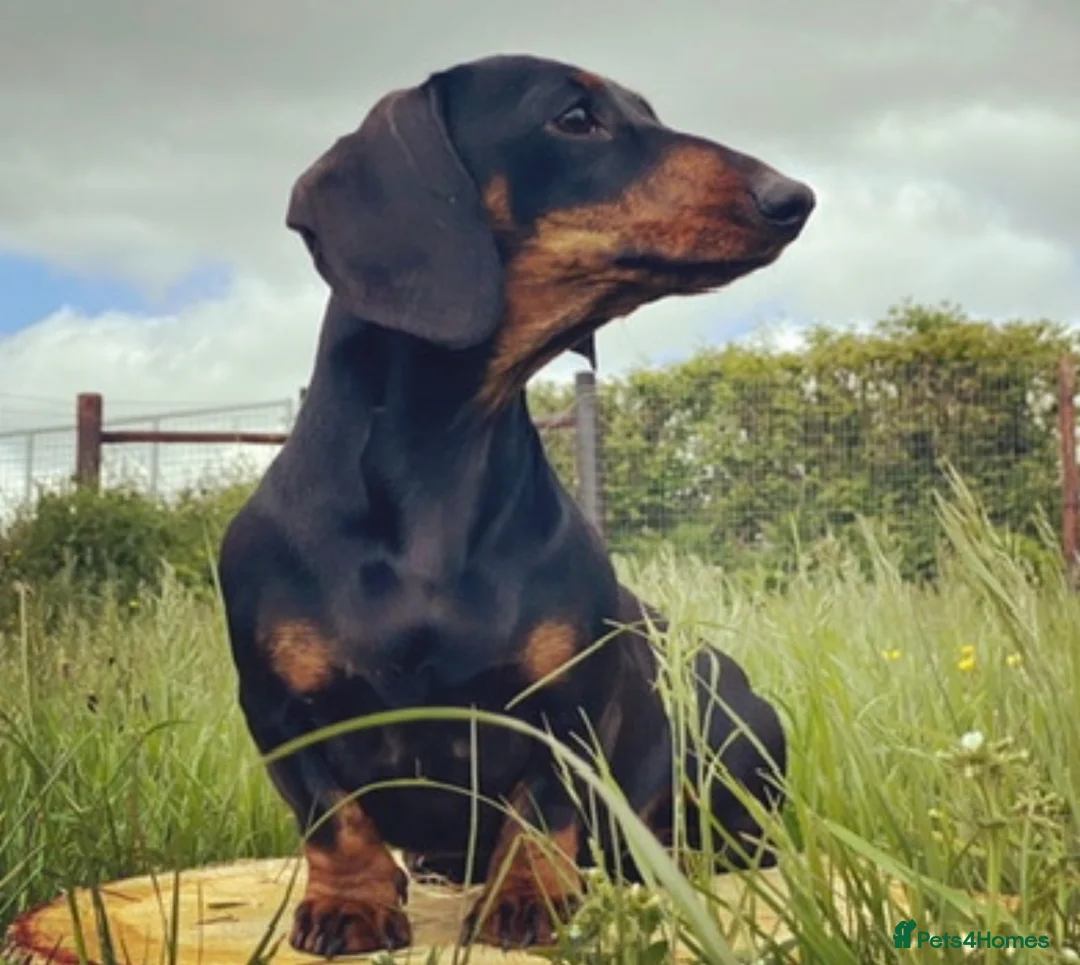 Miniature Dachshund dogs for stud: Kc reg IVDD screened pra clear mini smooth  in Newton Abbot - Advert 5