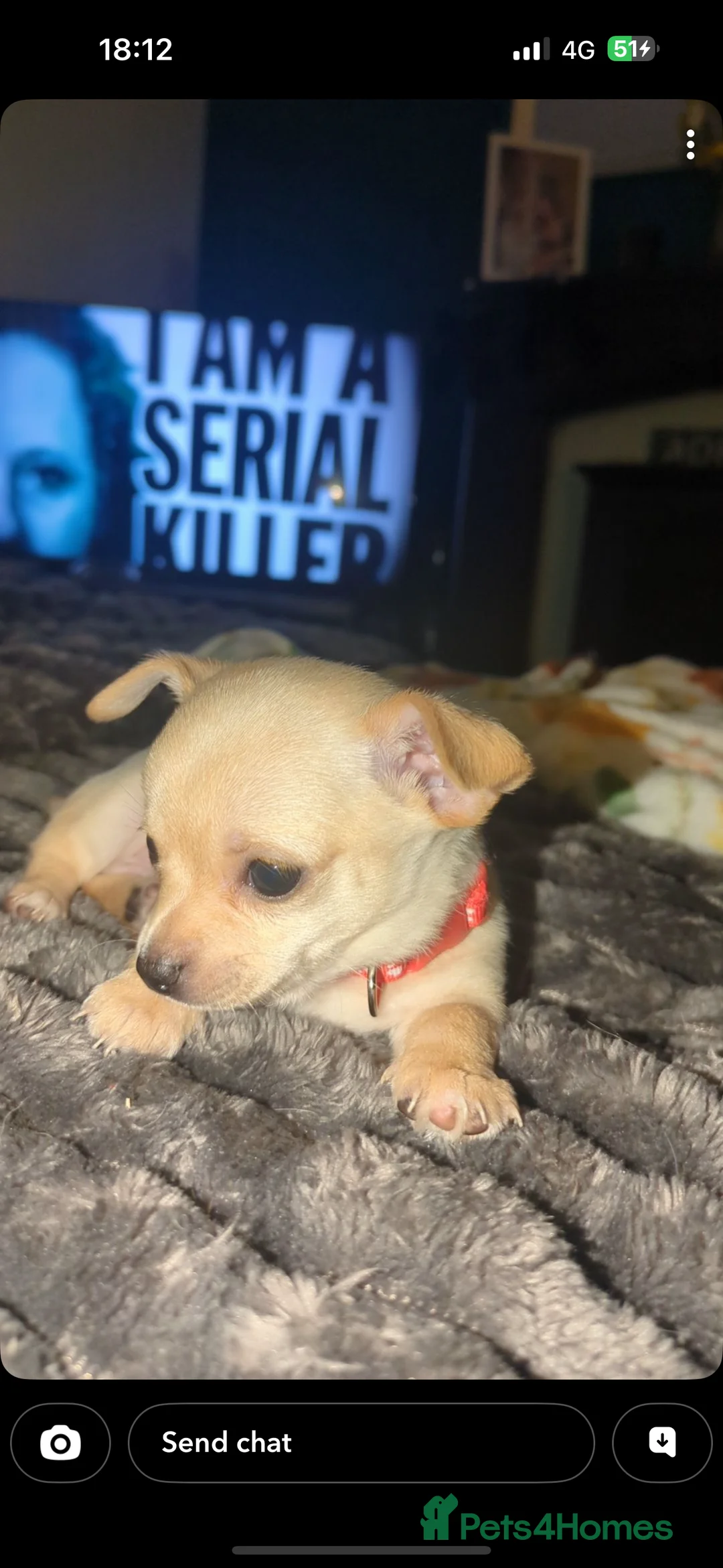 Chihuahua dogs for sale: 2 beautiful boys  - Advert 2