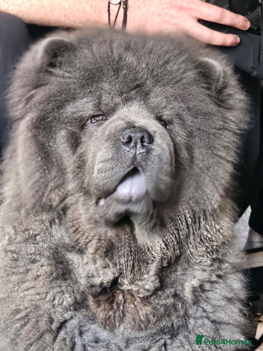 Chow Chow dogs for sale: Chow chow  - Image 11
