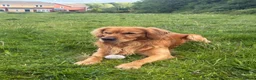 Golden Retriever dogs for stud: HANDSOME DARK GOLDEN RETRIEVER STUD-PICK OF LITTER - Advert 8