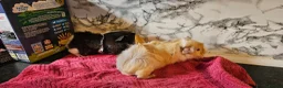Guinea Pig rodents for sale: 2 pairs of brothers  - Advert 10
