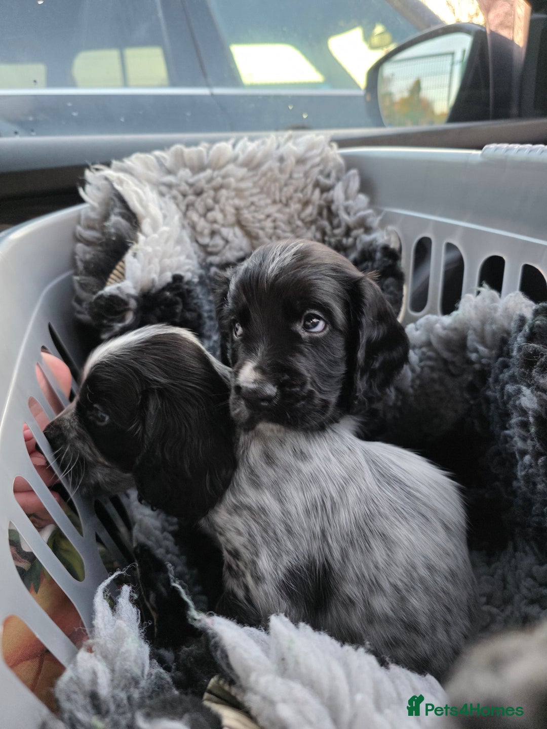 Cocker Spaniel dogs for stud: Cocker spaniel for stud. - Advert 9