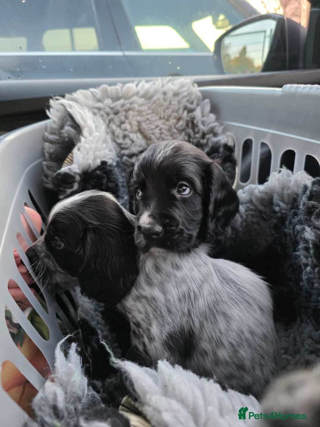Cocker Spaniel dogs for stud: Cocker spaniel for stud. - Advert 9