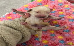 Labrador Retriever dogs for sale: Beautiful pedigree golden Labradors  - Image 24