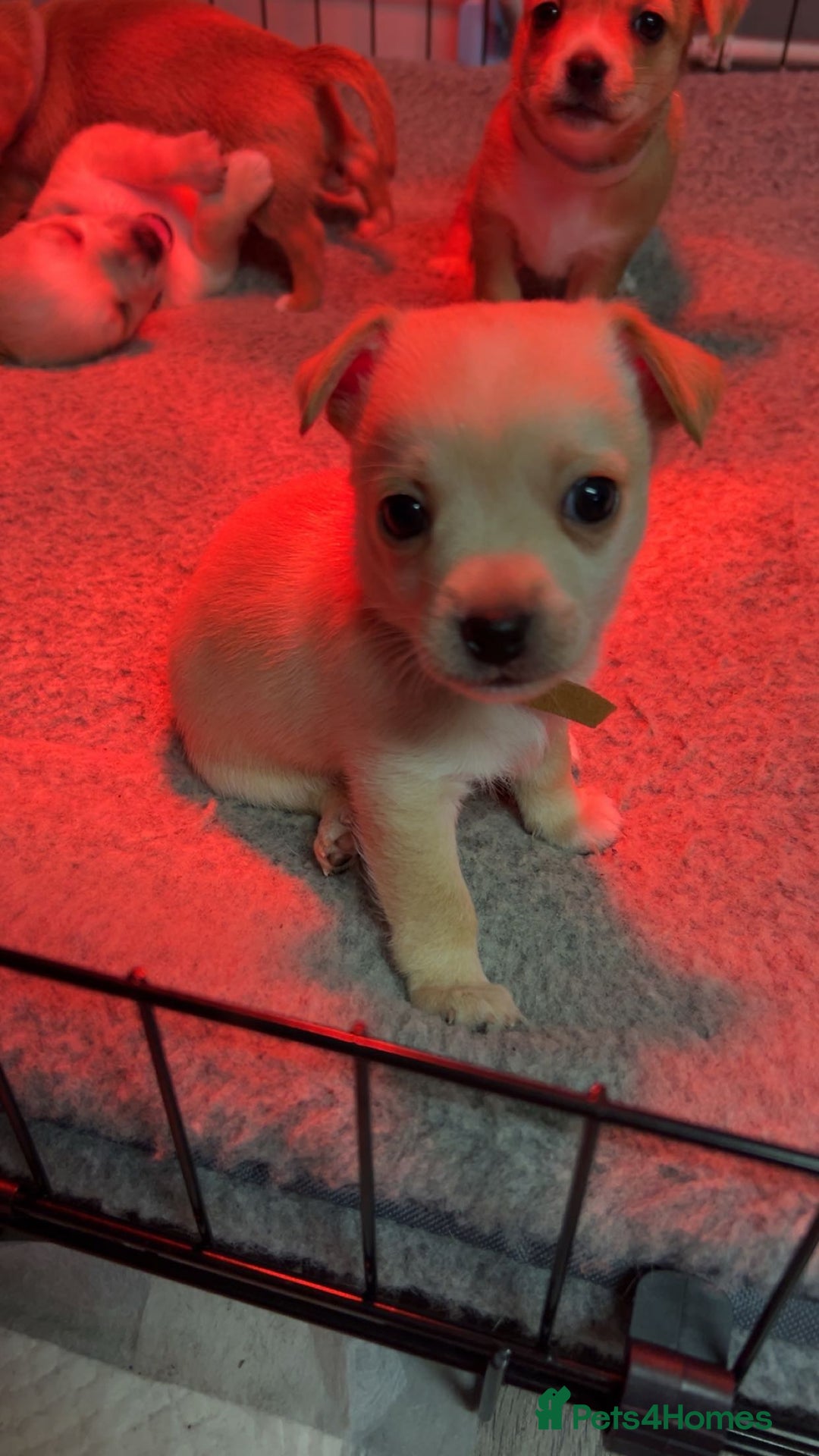 Mixed Breed dogs for sale: Beautiful Jack Russel X Chihuahua  - Advert 18