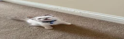 Ragdoll cats for sale: Purebred Ragdol Kitten - DNA Verified 100% - Advert 11