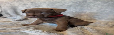 Patterdale Terrier 1