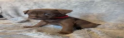 Patterdale Terrier dogs for sale: Patterdale puppies  - Advert 5