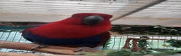 Mixed Breed birds for sale: Derbyian reducing my flock in birds photos availab in Rowley Regis - Advert 8
