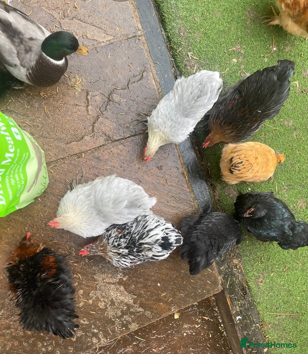 Chickens poultry for sale: Pekin Bantam Hens & Cockerels - Advert 12