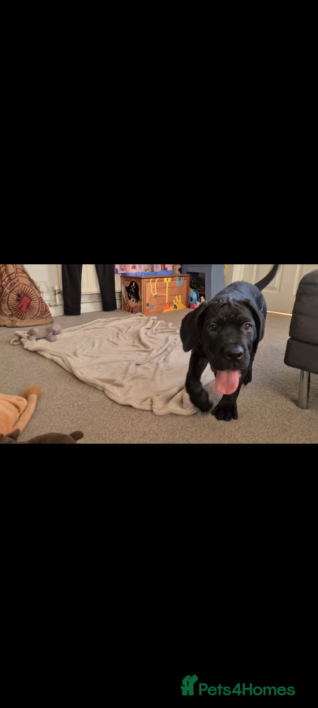 Cane Corso dogs for sale: READY TO LEAVE! BIG, CHUNKY Cane Corso puppies! - Advert 13