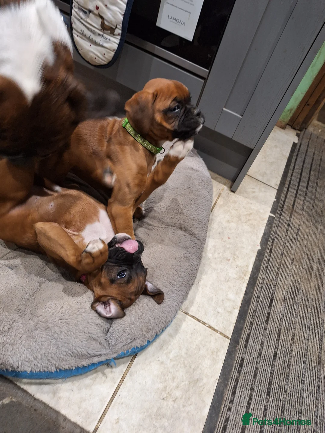 Boxer dogs for sale: Boxer puppies kc registered 5 star licence  - Advert 6