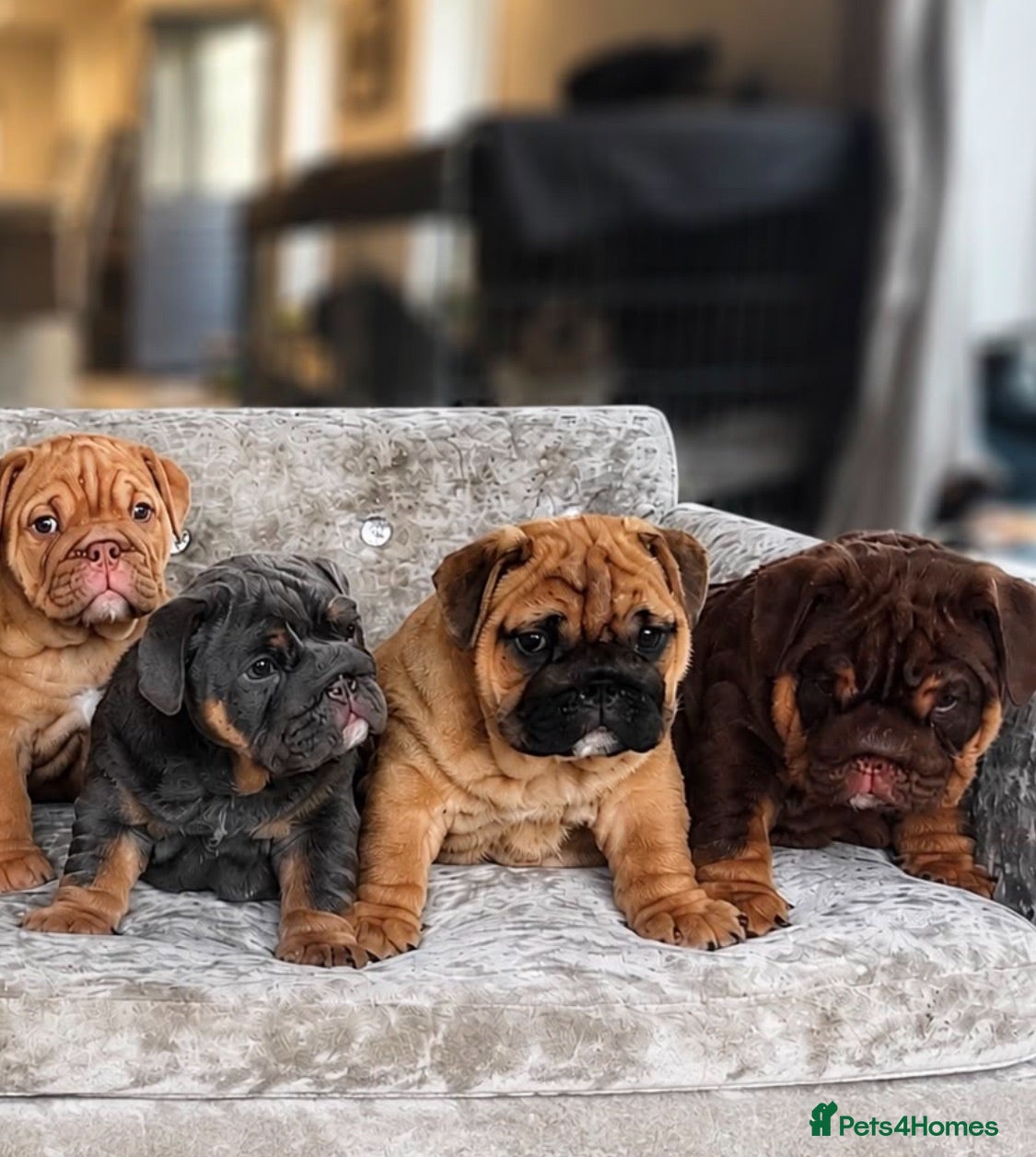 English Bulldog dogs 1st class adorable kc reg bulldog puppies  - Advert 2