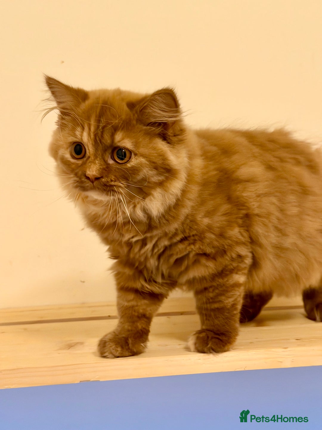 British Longhair cats for sale: Champion line kittens with excellent pedigrees - Advert 7
