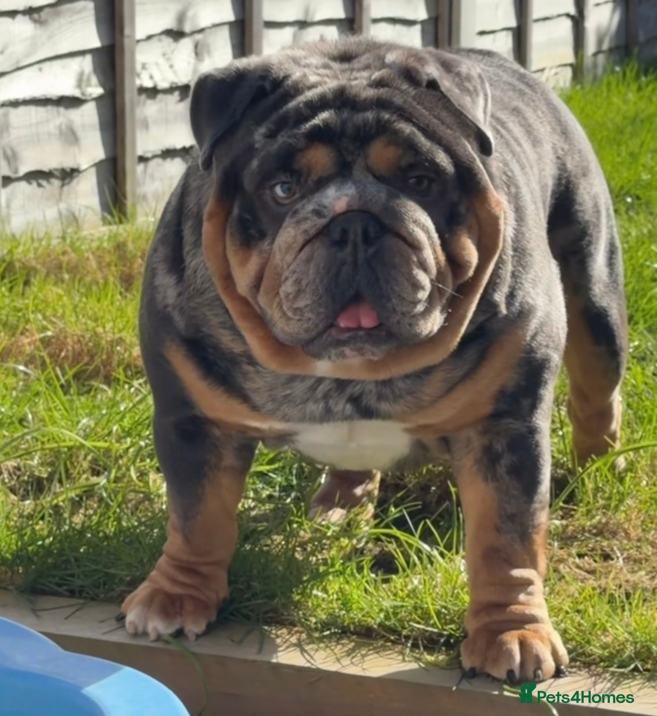English Bulldog dogs Blue, Lilac & Tan Merle British Bulldog |STUD ONLY - Advert 1