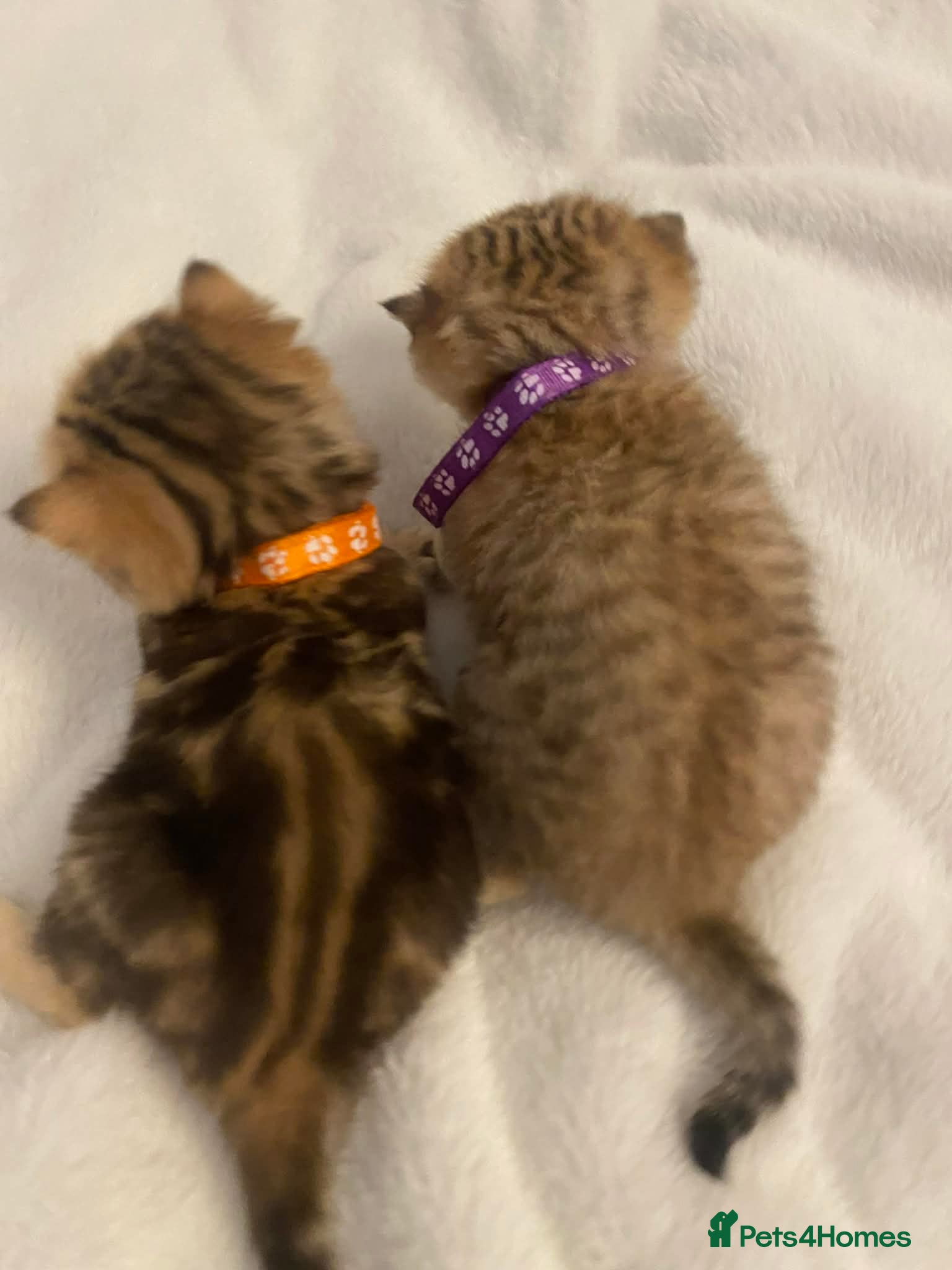 British Shorthair cats British shorthair kittens  - Advert 17