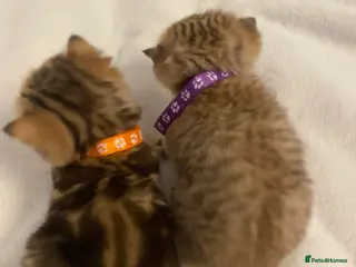 British Shorthair cats British shorthair kittens - Advert 17