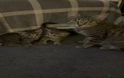 Bengal cats for sale: Bengal Cross and Blue Long haired boy - Image 8