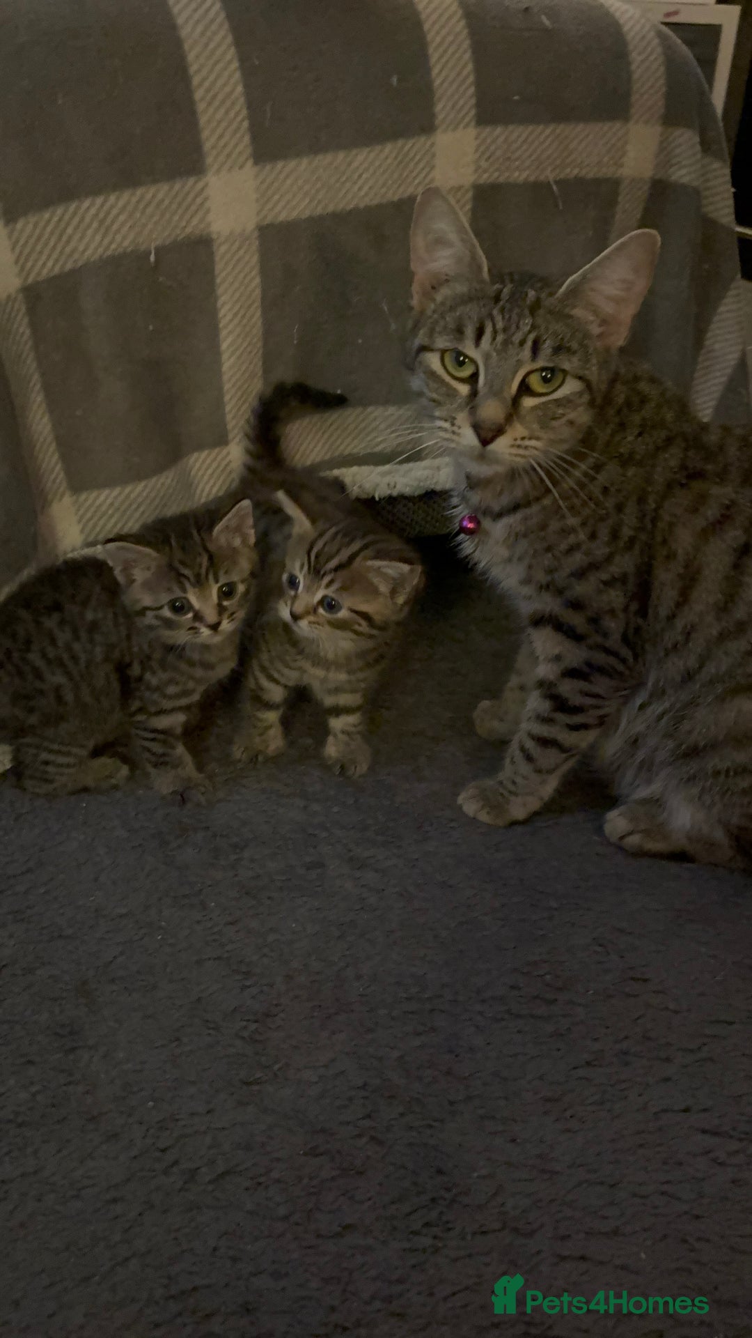 Bengal cats for sale: Bengal Cross and Blue Long haired boy - Image 8