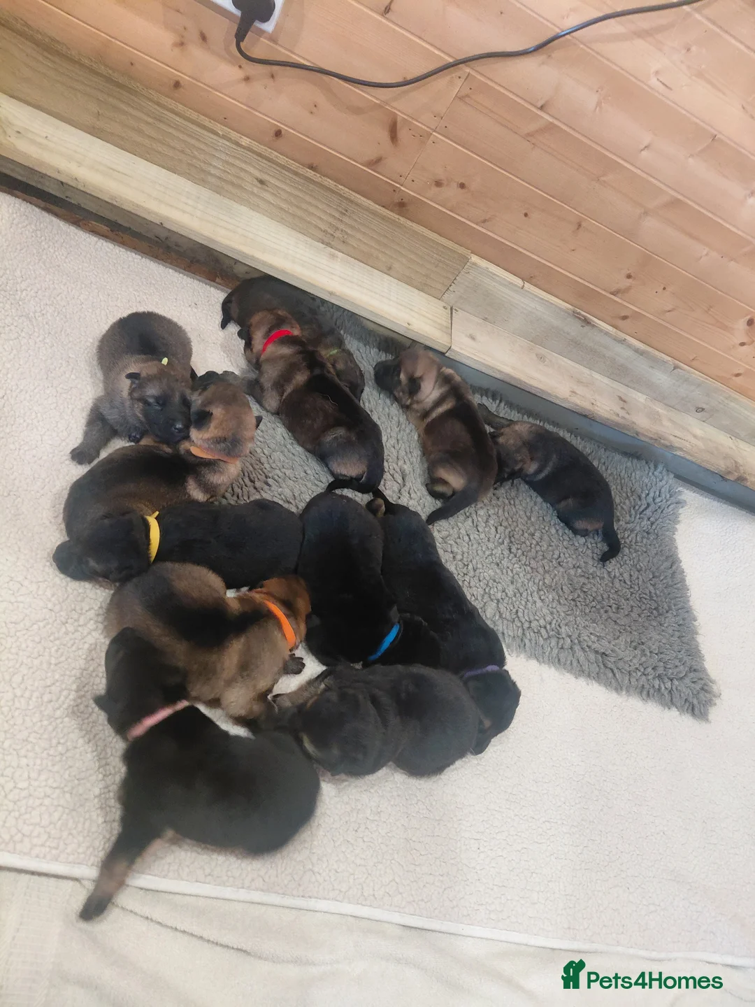 German Shepherd dogs for sale:  Pure bred German puppies  in Ayr - Advert 17