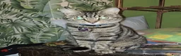 Domestic Shorthair cats for sale: Playful spotted tabby neutered, chipped vaccinated - Advert 12