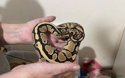 Python Snake reptiles for sale: Two pythons for sale - Advert 8