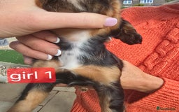Cocker Spaniel dogs for sale: Cocker spaniel puppies  - Image 4