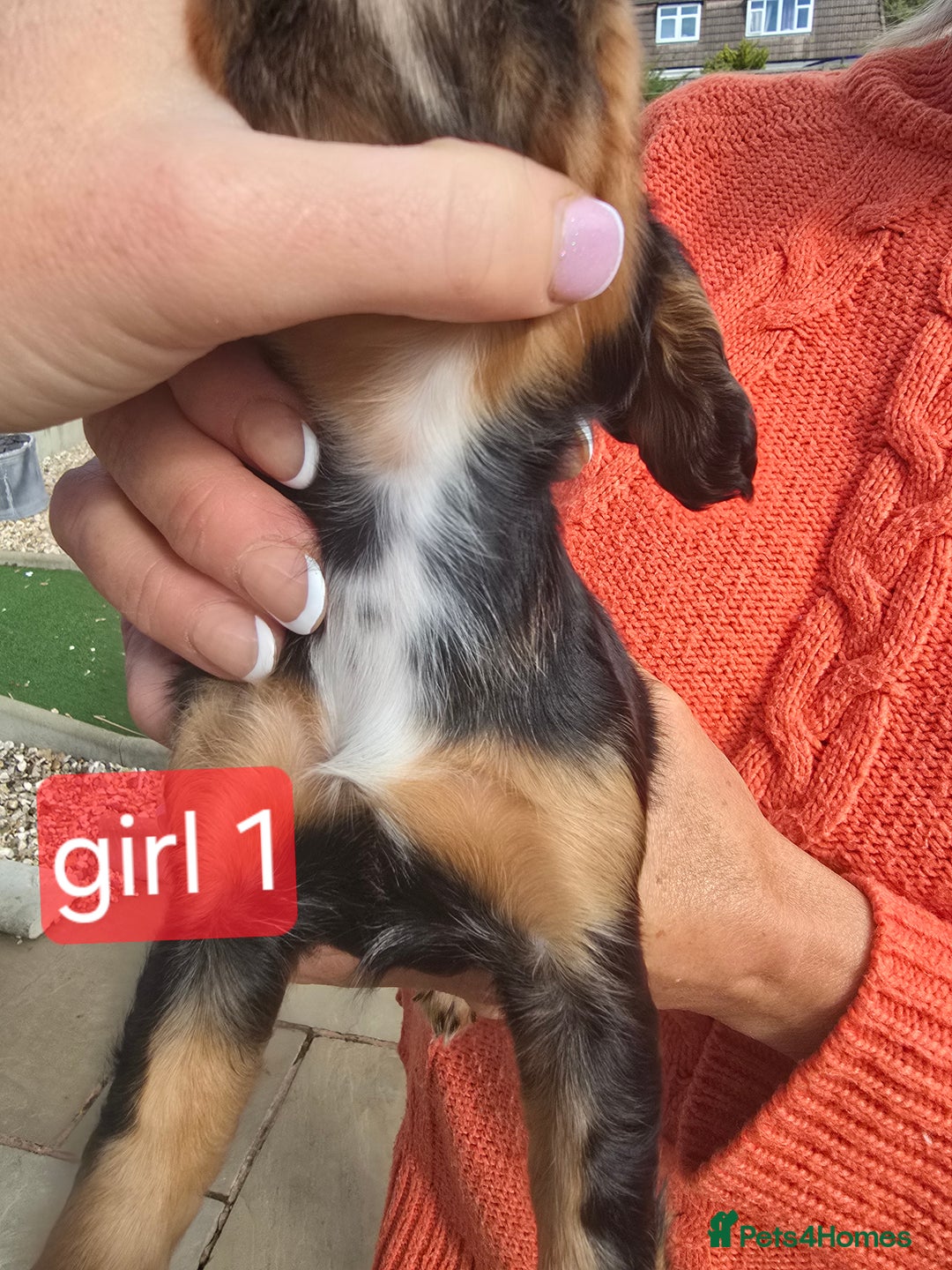 Cocker Spaniel dogs for sale: Cocker spaniel puppies  - Image 4
