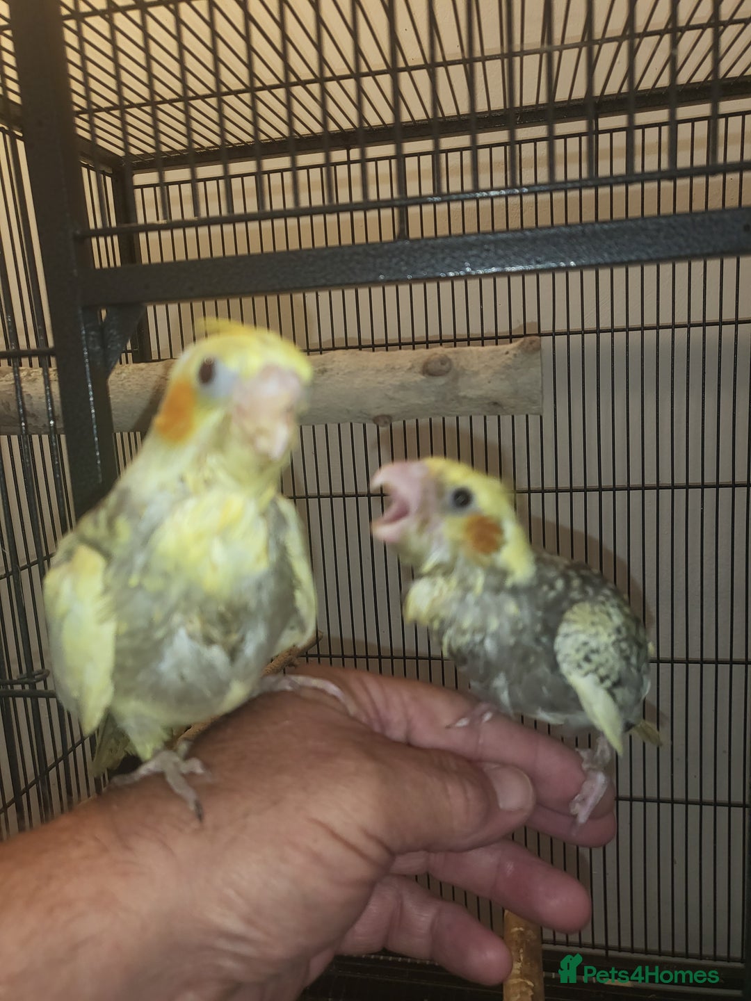 Cockatiels birds for sale: Hand reared  - Image 2