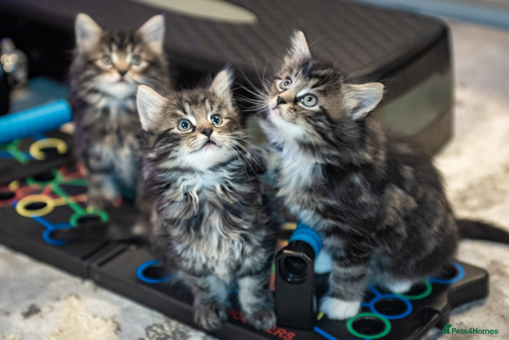 Mixed Breed cats Gorgeous kittens - Only 2 left - Advert 1