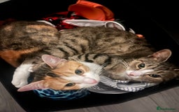 Mixed Breed cats for sale: Mother & Daughter Mixed Bengals - Image 2