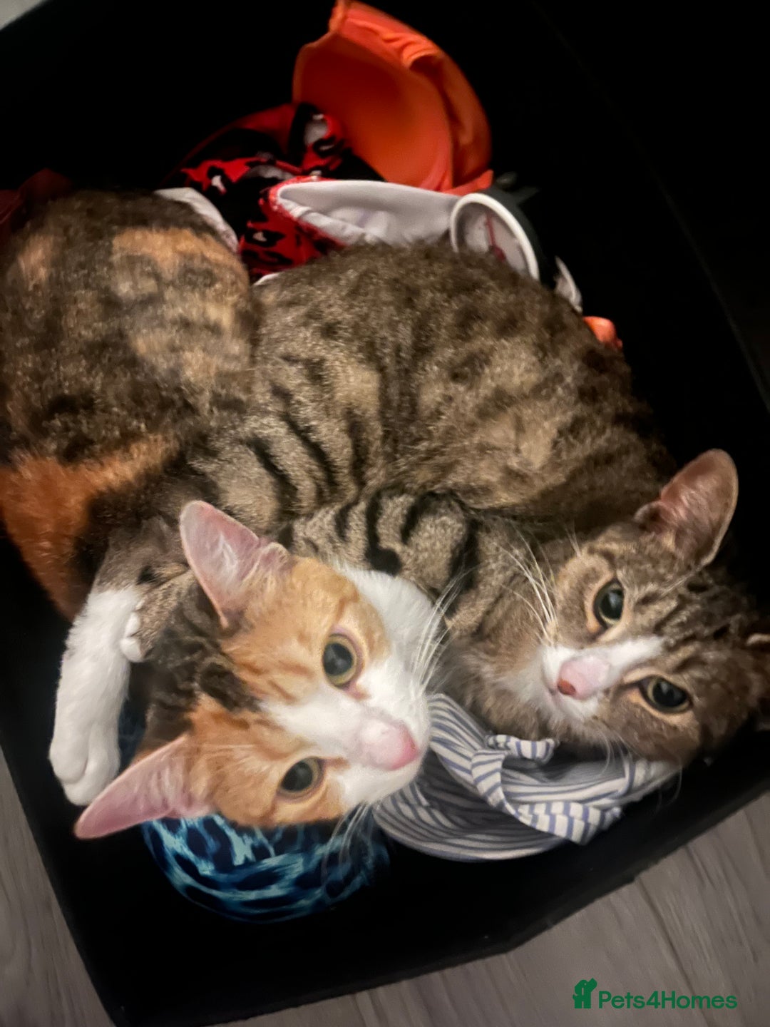 Mixed Breed cats for sale: Mother & Daughter Mixed Bengals - Image 2