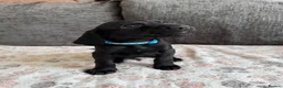 Mixed Breed dogs for sale: READY TO LEAVE NOW!  - Advert 24