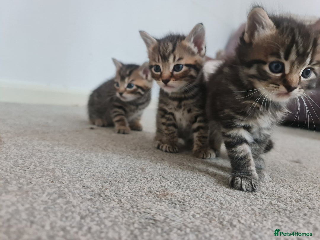 Mixed Breed cats for sale: 3 boy kittens for sale - Image 3