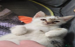 Domestic Shorthair cats for adoption: Bonded sibling pair of kittens to rehome together - Image 3
