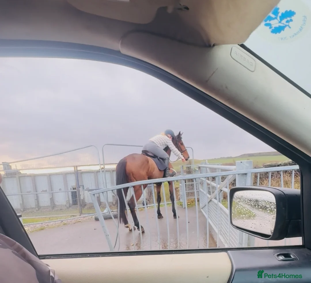 Irish Sports horses for sale: Super 15.3 8 yr old sports horse allroudner  - Advert 4