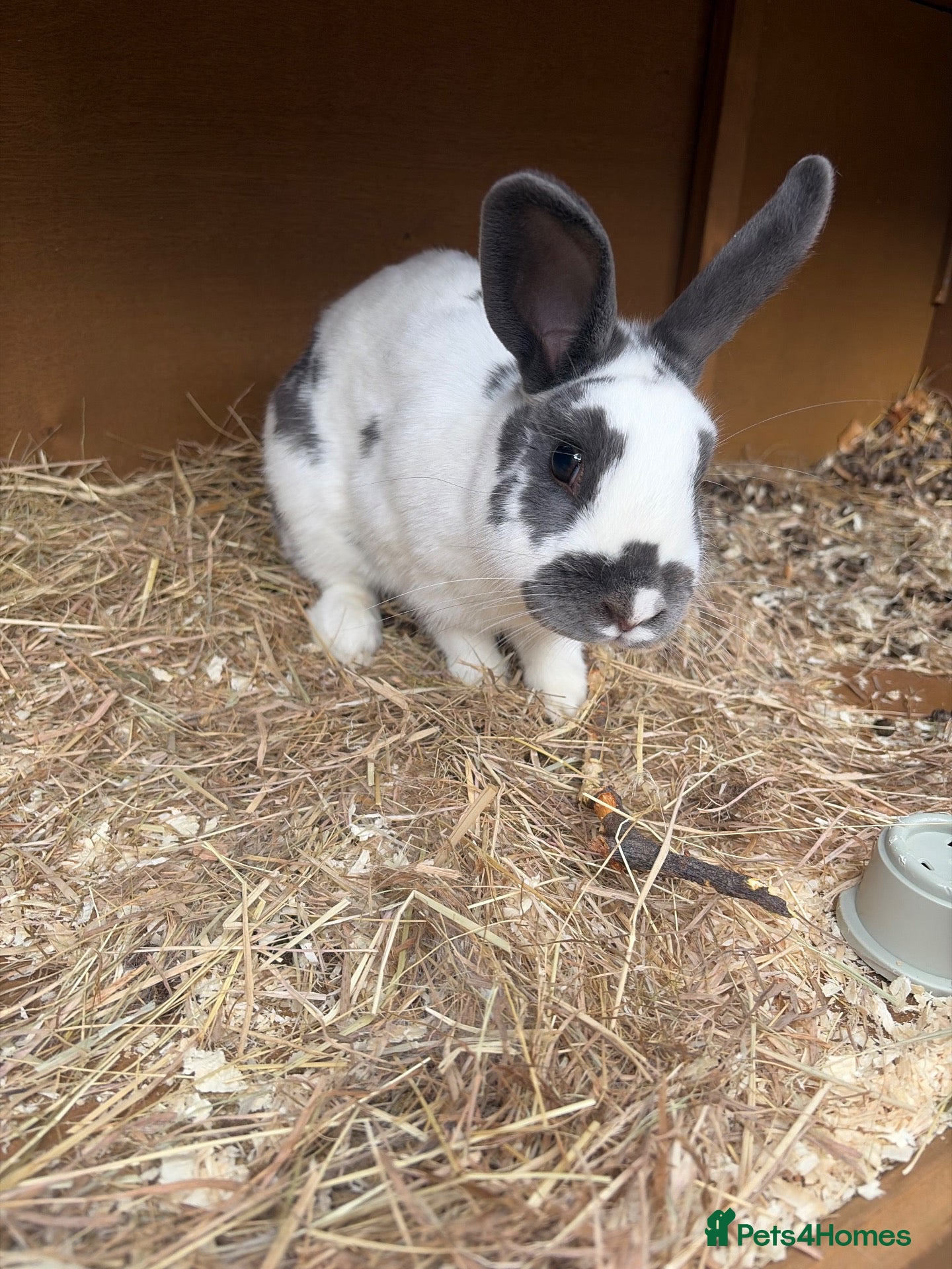 Mixed Breed rabbits rabbit for rehoming  - Advert 4