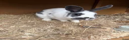 Mixed Breed rabbits for sale: rabbit for rehoming  - Advert 1