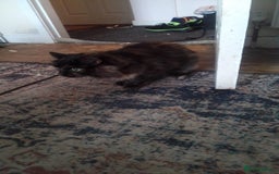 Mixed Breed cats for sale: Genie - Image 4