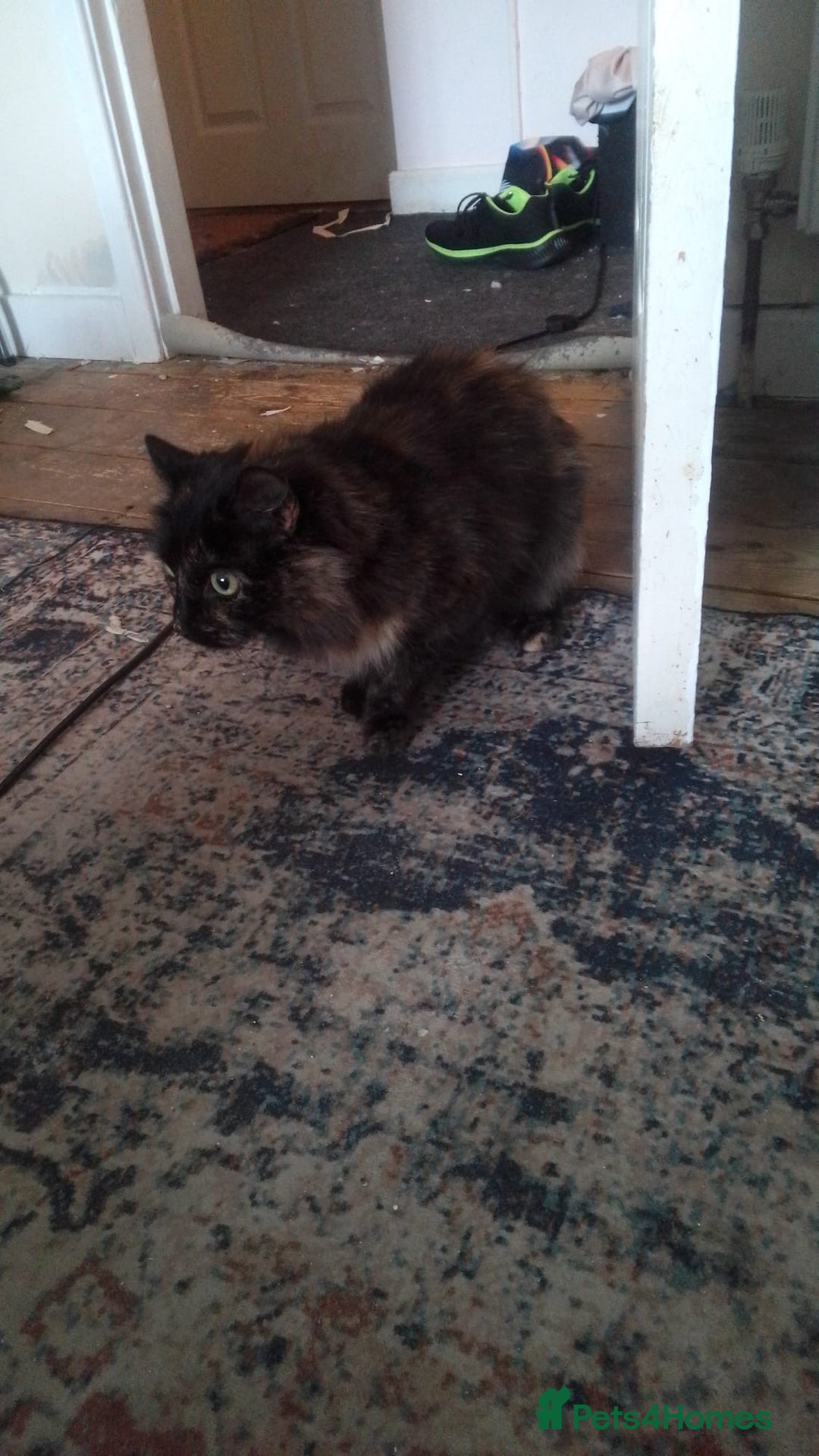 Mixed Breed cats for sale: Genie - Image 4