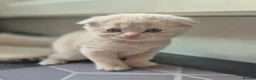 Scottish Fold cats for sale: Scottish Fold/ Straight kittens  in Ripon - Advert 8