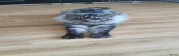 Mixed Breed cats for sale: Beautiful rogdoll cross maincoon xxl kittens  in Colchester - Advert 8