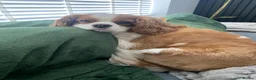 Cavalier King Charles Spaniel dogs for sale: Cavalier male for sale  in Wirral - Advert 2