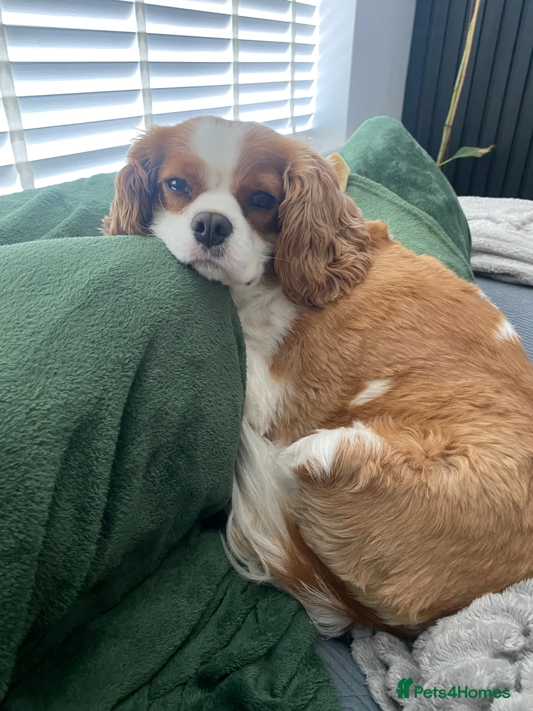 Cavalier King Charles Spaniel dogs for sale: Cavalier male for sale  in Wirral - Advert 2