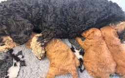 Cavapoo dogs for sale: Stunning cavapoo pups *ready to leave 29th august* - Image 22
